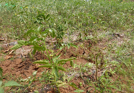 P1130032.JPG