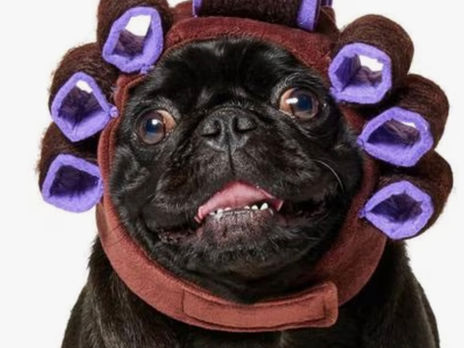 Happy Halloween from Sweet Walks Beverly Hills! 5 Favorite Dog Costumes for 2025!