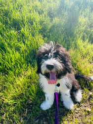 Border Collie & Poodle puppy