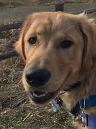 Golden retriever