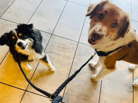 Puppuccino time at Starbucks!