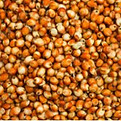 Sorgo.jpg