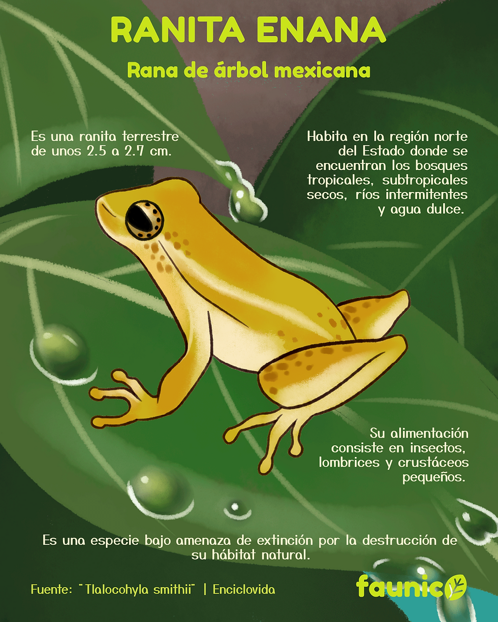 ranita enana de arbol