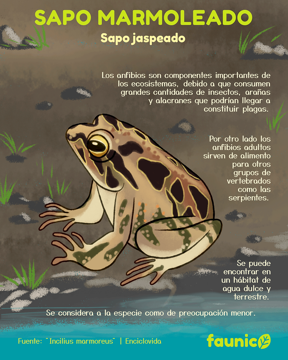 sapo marmoleado