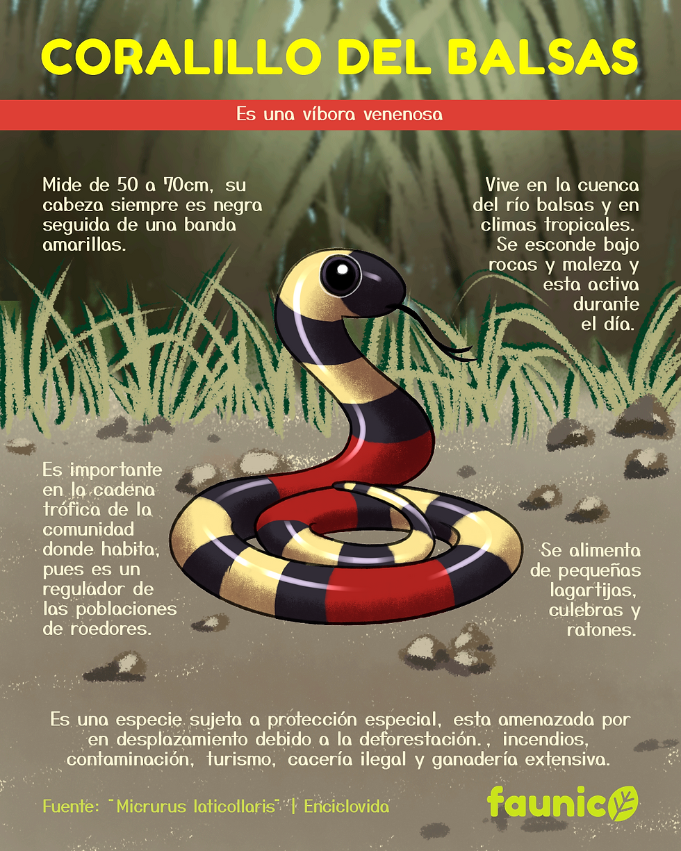 coralillo del balsas