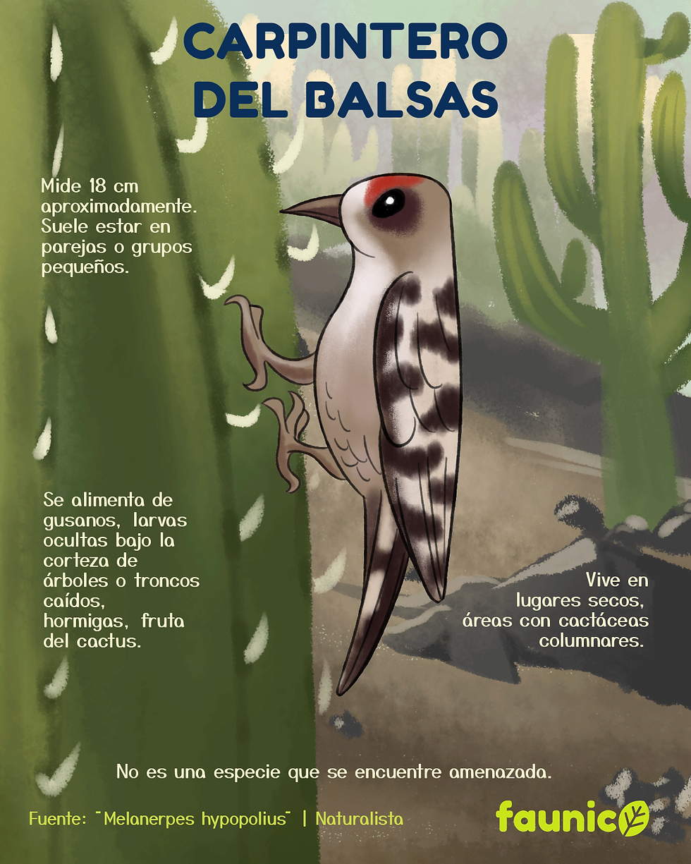 CARPINTERO DEL BALSAS
