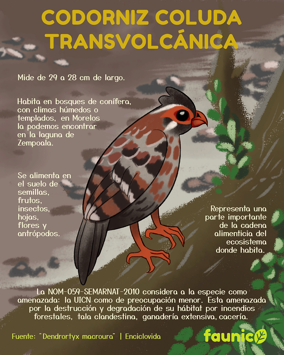 CODORNIZ COLAUDA TRANS