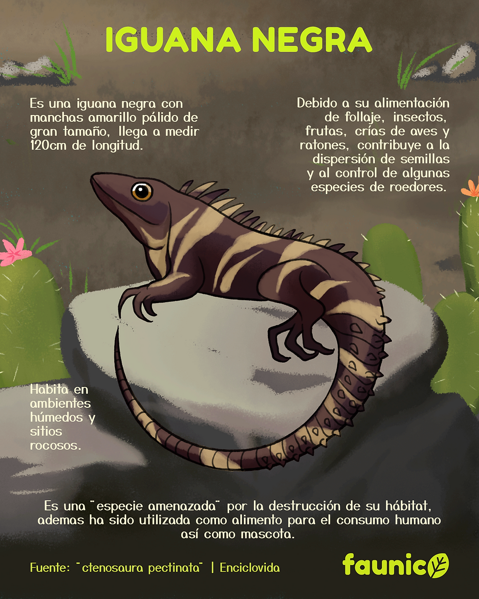 iguana negra