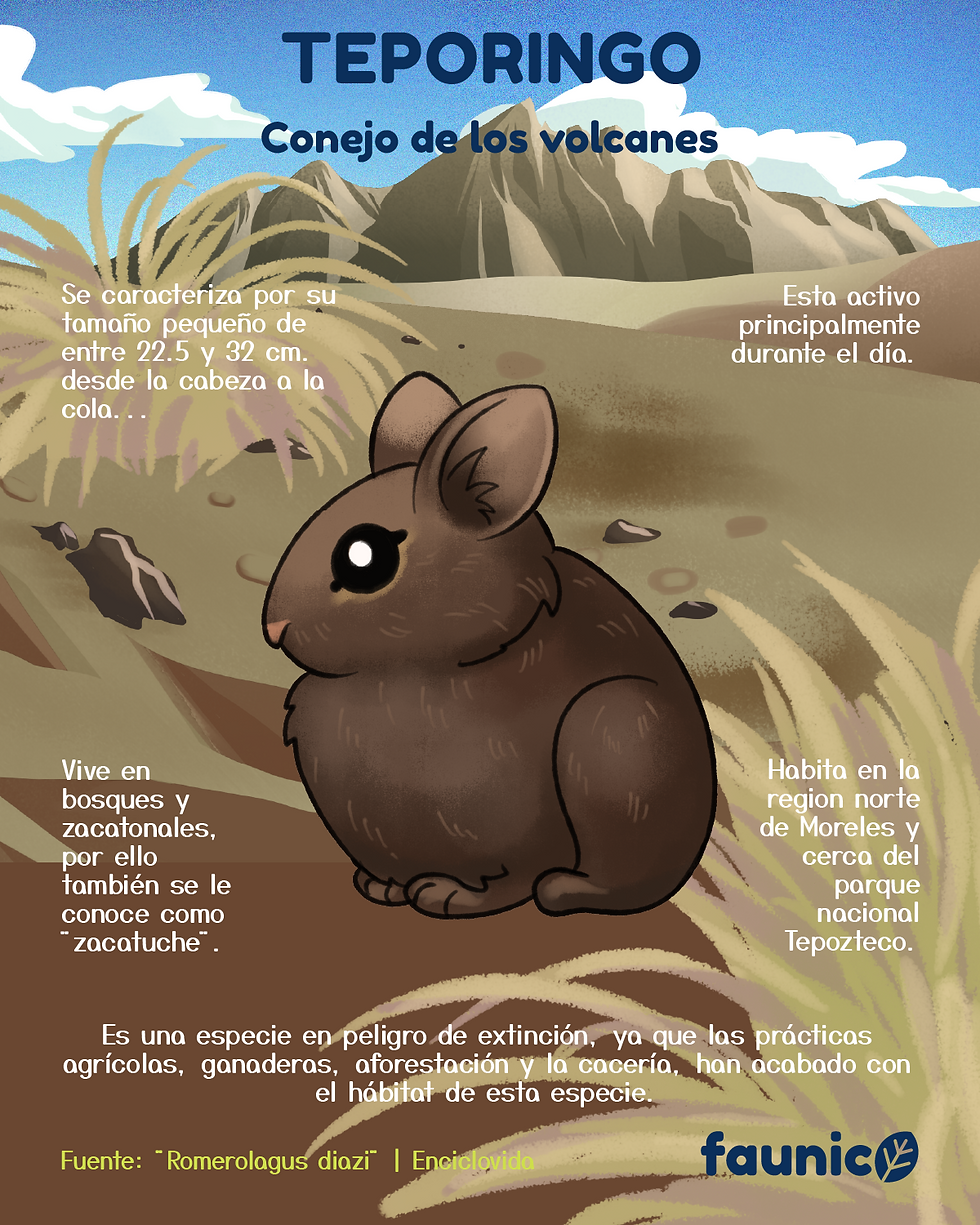 teporingo