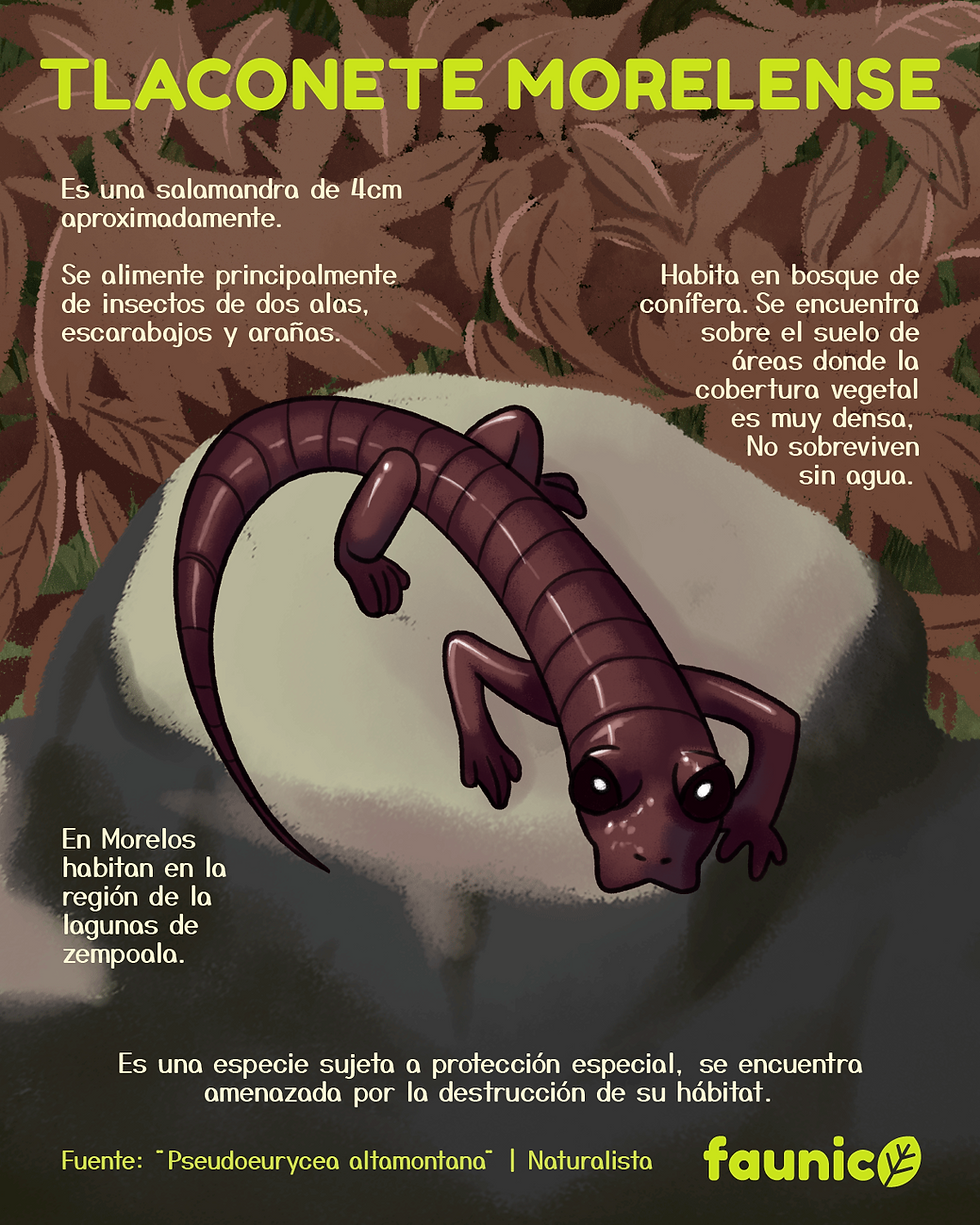 tlaconete morelense