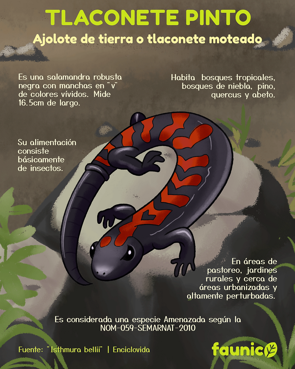 tlaconete moteado