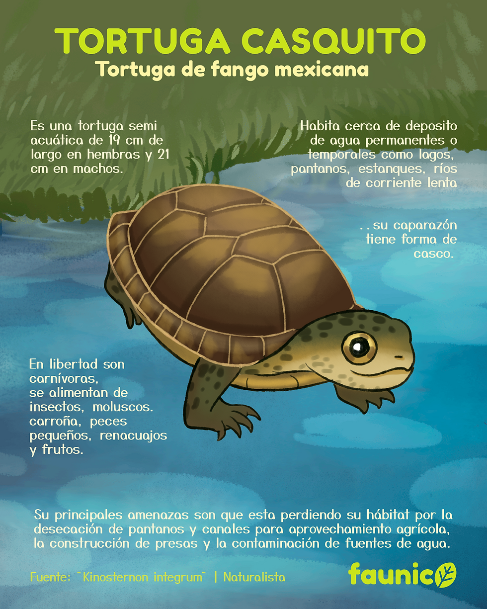 tortuga casquito{