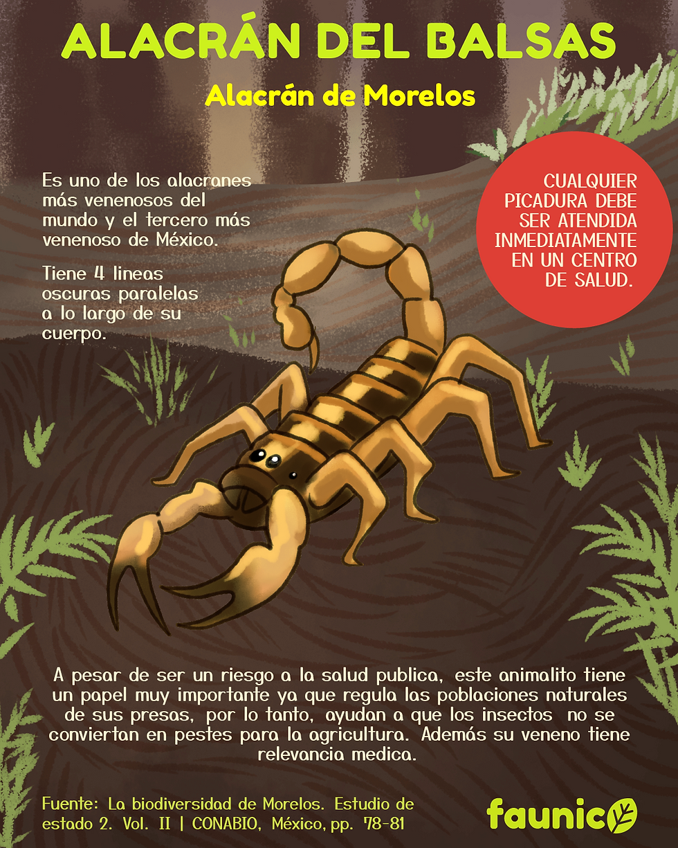 alacran del balsas