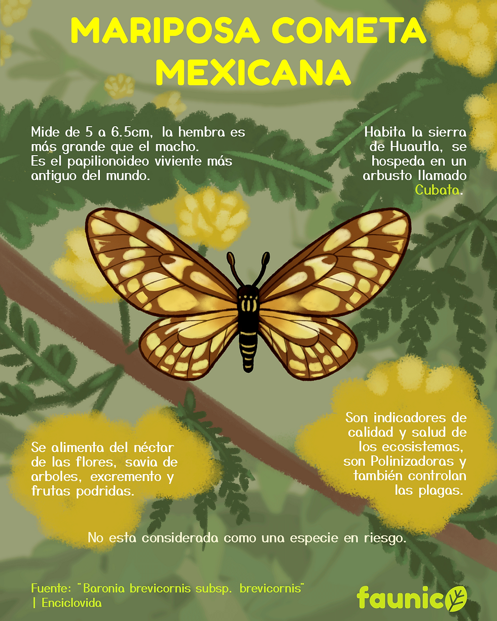 mariposa mexicana
