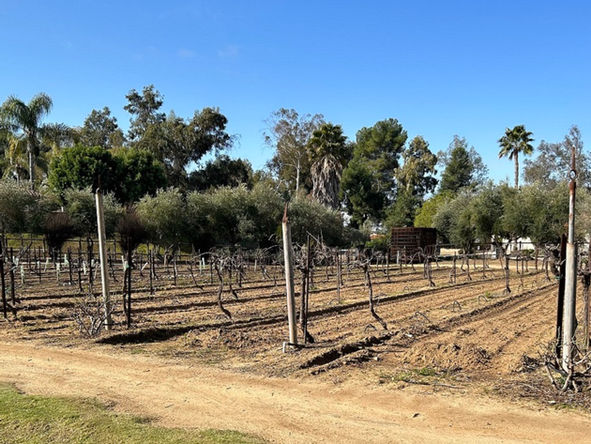 Você precisa conhecer a vinícola Bernardo Winery na Califórnia