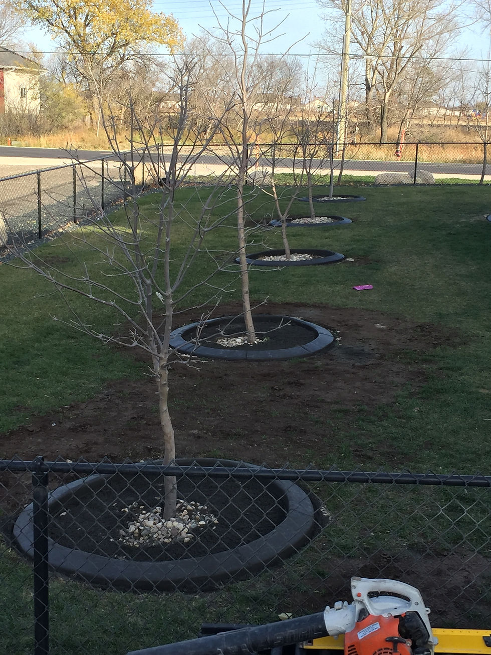 Tree Bases
