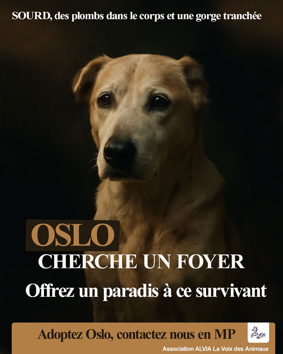 post annonce oslo aout_