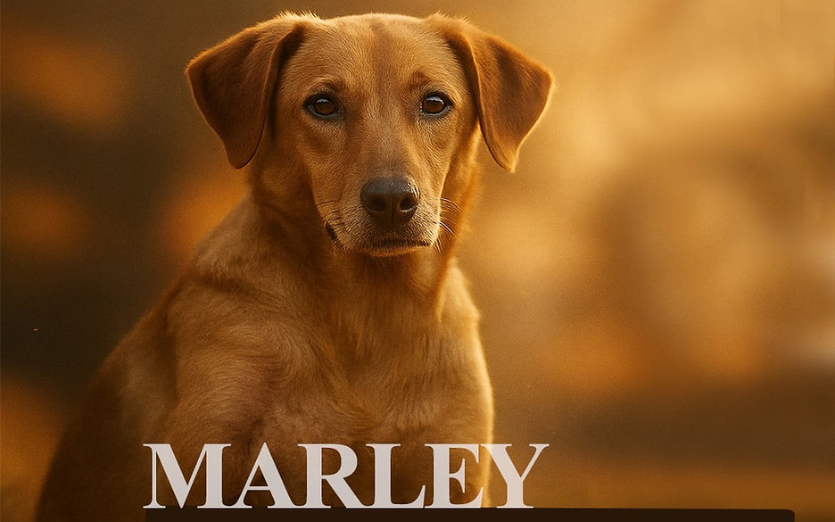 marley.jpeg