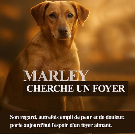 marley.jpeg