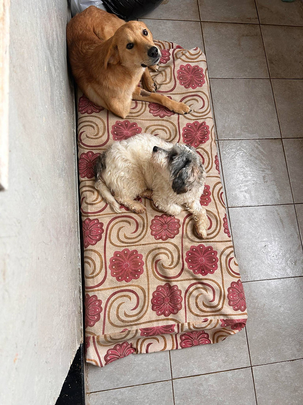 marley chiens