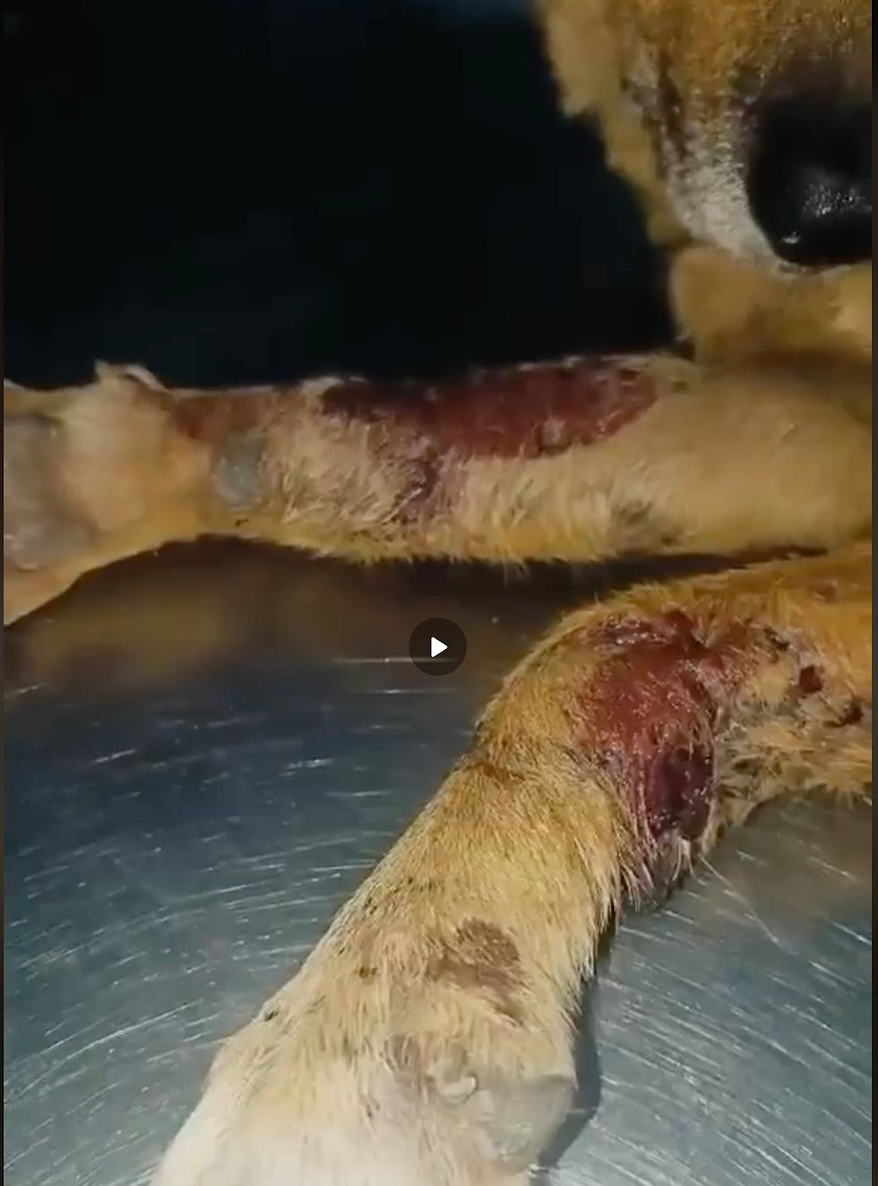 2 les pattes d'isis plombés avant l'amputation