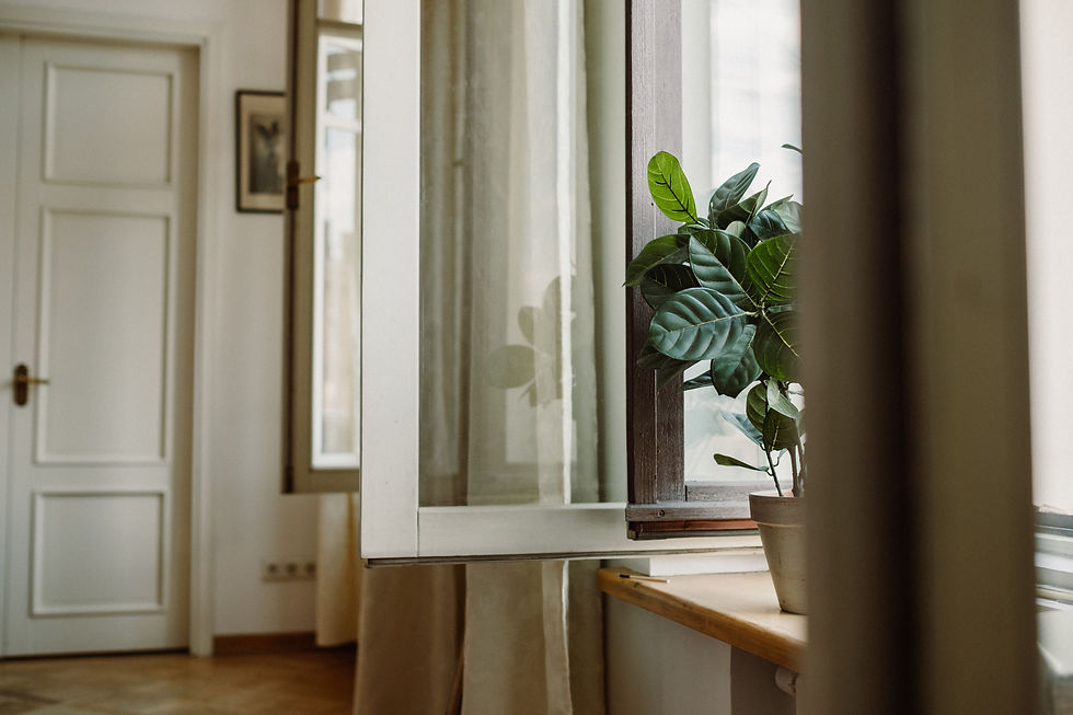 plant on windowsill
