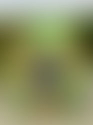 Karibik pur - Offline 2020-2021