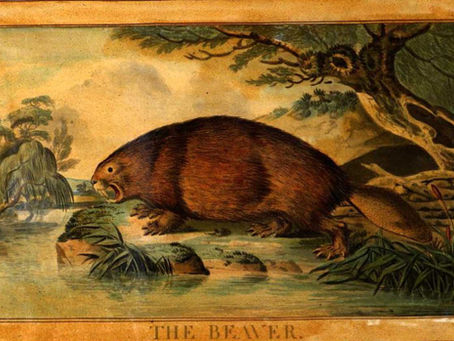 The Great Beaver: A Native Legend of Ancient Lake Hitchcock
