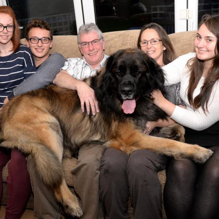 Simon Cowell fallsĀ for a 13 stone dog on Britain's Got Talent