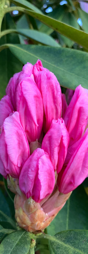 fleur-violet-vert-1.JPG