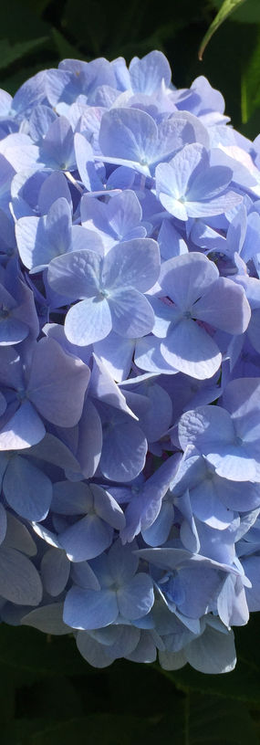 hortensia-bleu-2.JPG
