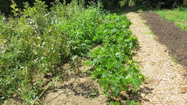 Paillage du potager avec le BRF
