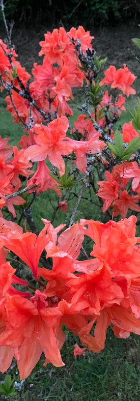 fleur-rouge-3.JPG