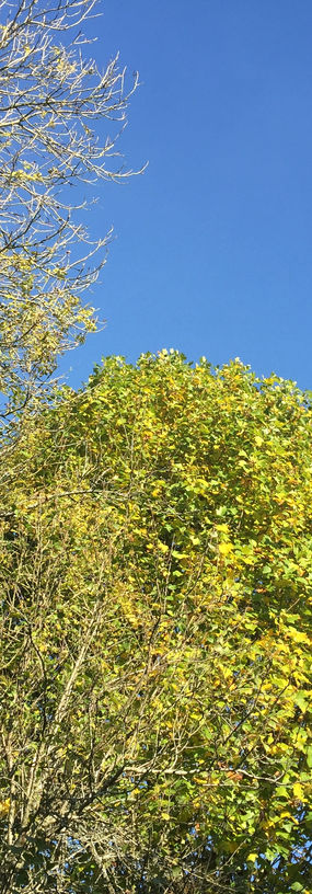 arbre-vert-ciel-bleu-1.JPG