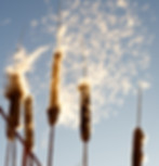iStock-182247850.jpg