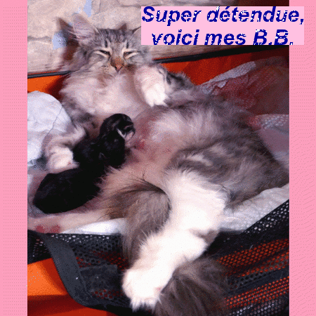 bloggif_6173d910193ea.gif