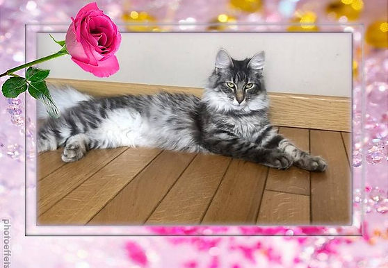 photoeffets.com_ (6).jpg