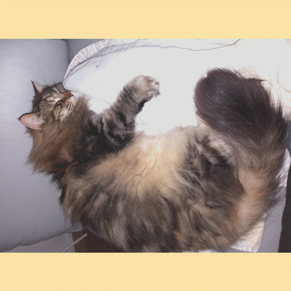 SHIBE ELINA..gif