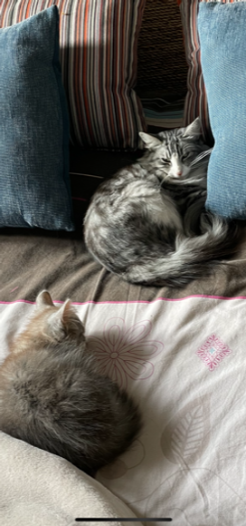 roxanze et shinji.PNG