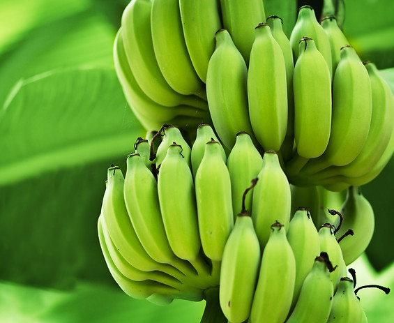 banana on stem shutterstock_147058703.jp