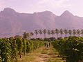 260824 Peru Passion Fruit 2.png