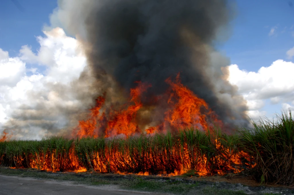 sugar cane.webp
