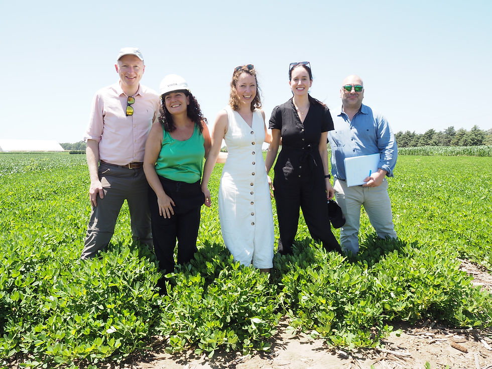 Peanut Supply Chain