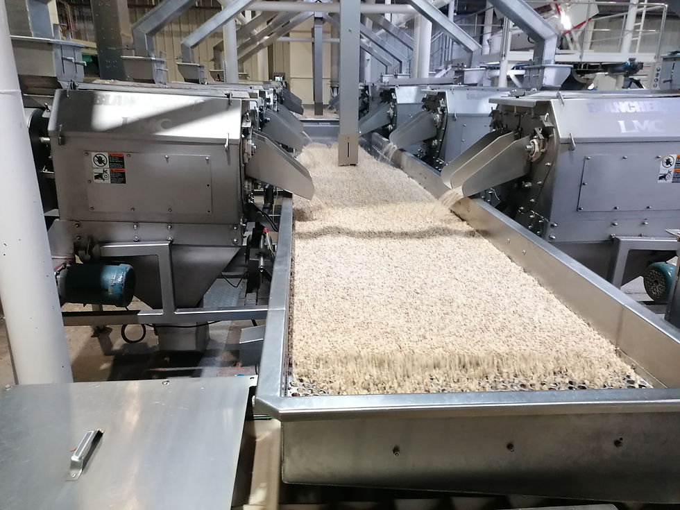 Industrial grain processing conveyor belt in a facility