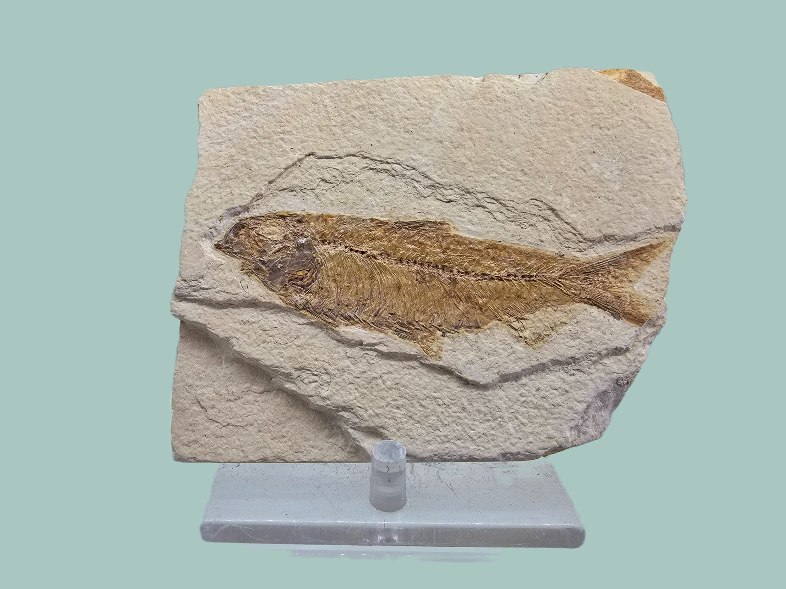 Fossilised Fish, Green River Wyoming, USA