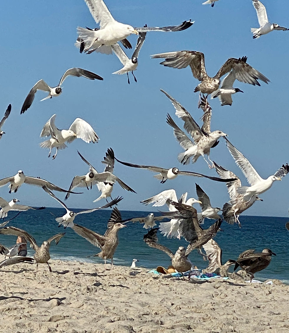 Seagull Behavior