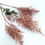 Thumbnail: Dried  Sandy/Pale/cream pink or Burgundy  Astilbe ( qty 10)