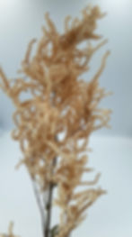 Thumbnail: Dried Goats beard flower qty 1
