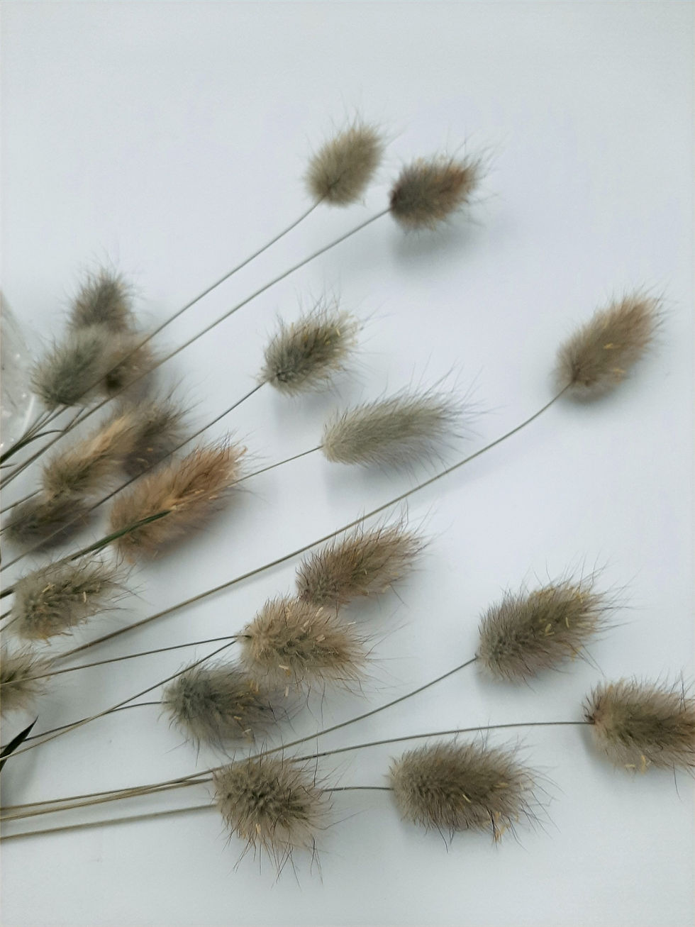 Thumbnail: Dried Bunny Tail Grass qty 50