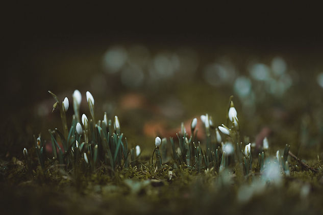 Snowdrops